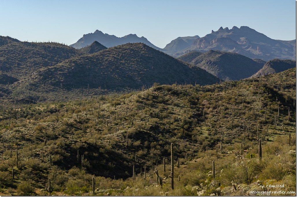 saguaros mountains from camp Cow Creek Road BLM Arizona