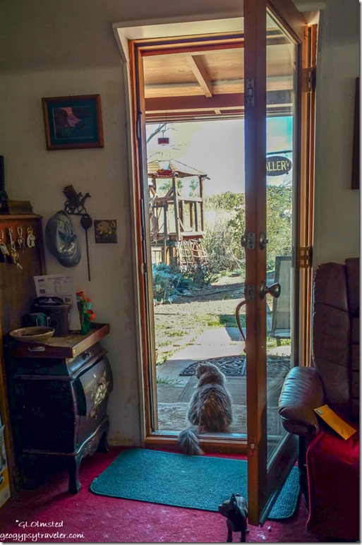 Sierra cat in doorway Yarnell Arizona
