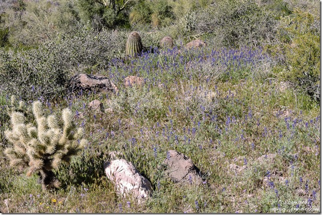 desert flowers Cow Creek Road BLM Arizona