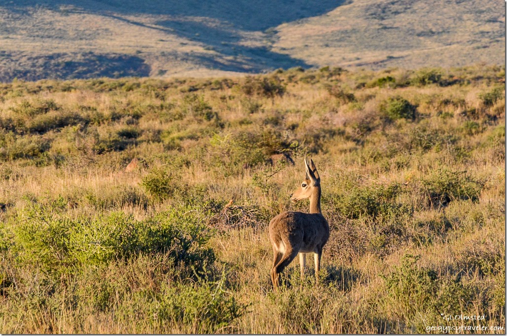 Grey Rhebok Karoo National Park South Africa