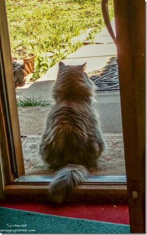 Sierra cat in doorway Yarnell Arizona