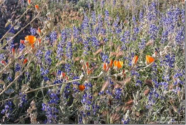 orange Globe Mallow & blue Lupine flowers Cow Creek Road BLM Arizona