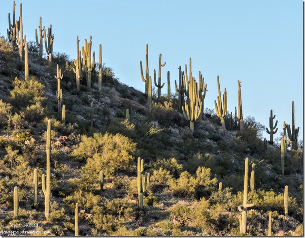 Saguaro cactus Cow Creek Road BLM Arizona