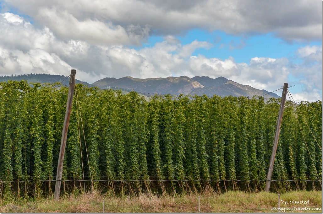 Hops growing along N12 North of George South Africa