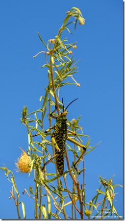 Green Milkweed Locust Nieu-Bethesda Road Great Karoo South Africa