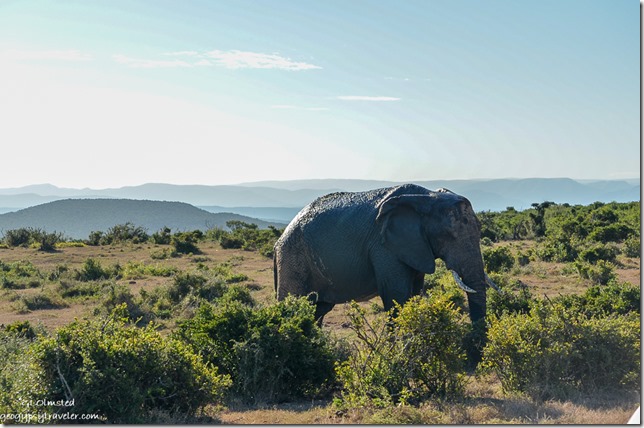 Elephant Addo Elephant National Park South Africa