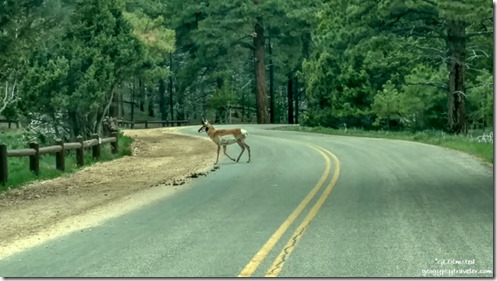 Pronghorn antelope road to home Bryce Canyon National Park Utah