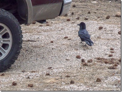 Raven by truck North Rim Grand Canyon National Park Arizona