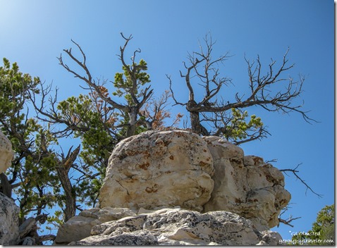 Pinyon Pine & Kaibab limestone along Bright Angel Trail North Rim Grand Canyon National Park Arizona