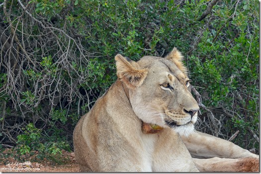 Collared lioness by road Addo Elephant National Park South Africa