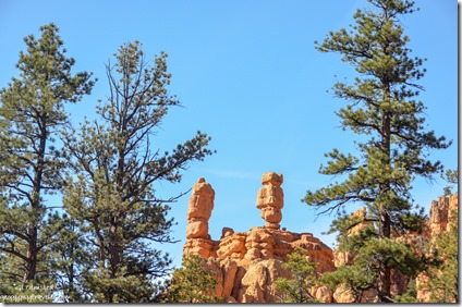 trees hoodoos Red Canyon SR12 Dixie National Forest Utah