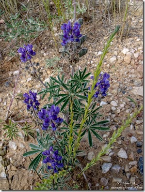 purple blue Lupine flowers Kaibab National Forest Arizona