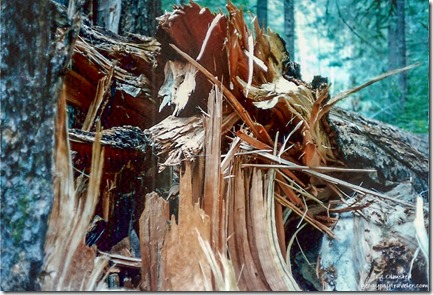 splintered stump Quartz Creek trail Gifford Pinchot National Forest Washington summer 1992