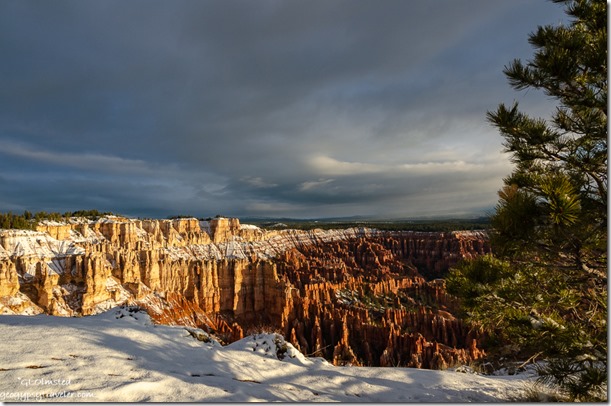 snow tree first light hoodoos amphitheater clouds Bryce Point Bryce Canyon National Park Utah