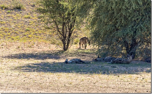 Hyenas Kgalagadi Transfrontier Park South Africa