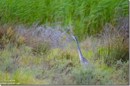 Grey Heron Camdeboo National Park Eastern Cape Graaff-Reinet South Africa