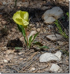 yellow Primrose flower Tropic Trail Bryce Canyon National Park Wilderness Utah
