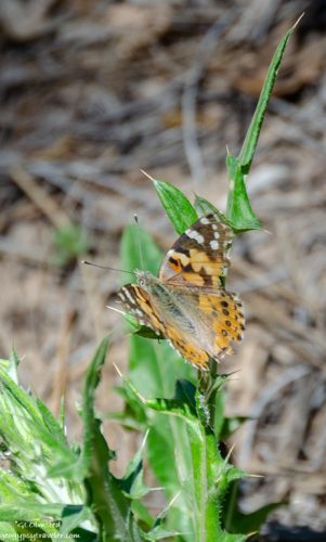 Painted Lady butterfly Tropic Trail Bryce Canyon National Park Wilderness Utah