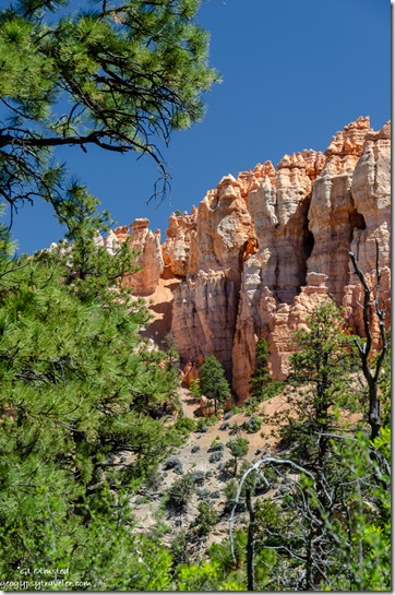 trees cliffs Tropic Trail Bryce Canyon National Park Wilderness Utah