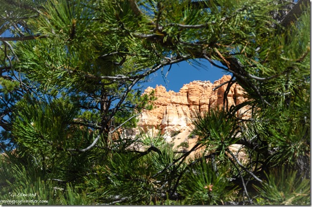 pine needle frame cliffs Tropic Trail Bryce Canyon National Park Wilderness Utah