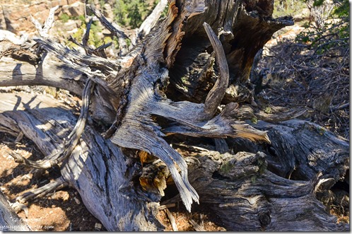 Twisted root wad Pinyon Pine tree Walhalla Plateau North Rim Grand Canyon National Park Arizona
