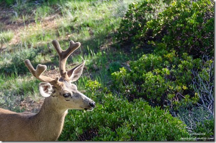 Buck Mule Deer from RV window Bryce Canyon National Park Utah