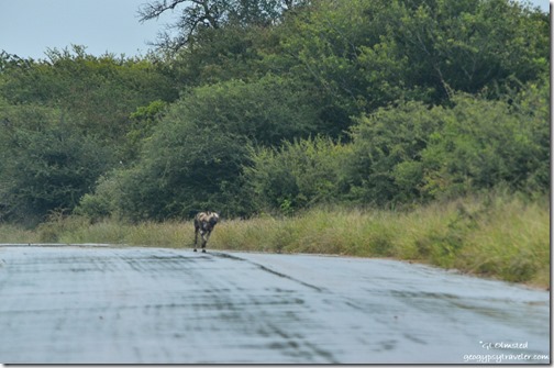 Wild dog Kruger National Park South Africa
