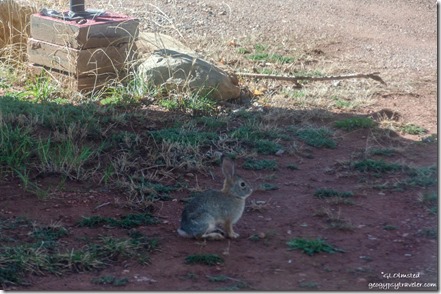 Rabbit from RV Crazy Horse RV Park Kanab Utah