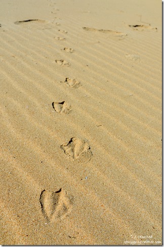 Bird tracks on beach Tsitsikamma National Park Nature's Valley South Africa