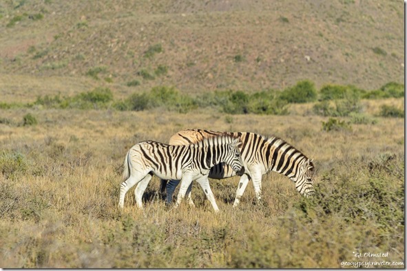 Burchell's Zebras Karoo National Park South Africa