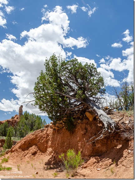 Juniper tree root cliff wash sandstone chimney Kodachrome Basin State Park Utah