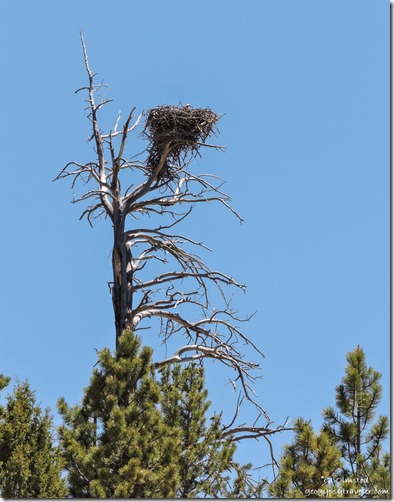 Osprey nest snag FR087 Dixie National Forest Utah