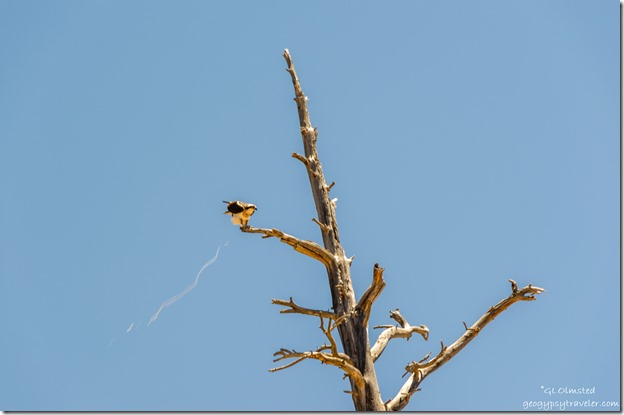 Osprey bird pooping snag tree FR087 Tropic Reservoir Dixie National Forest Utah
