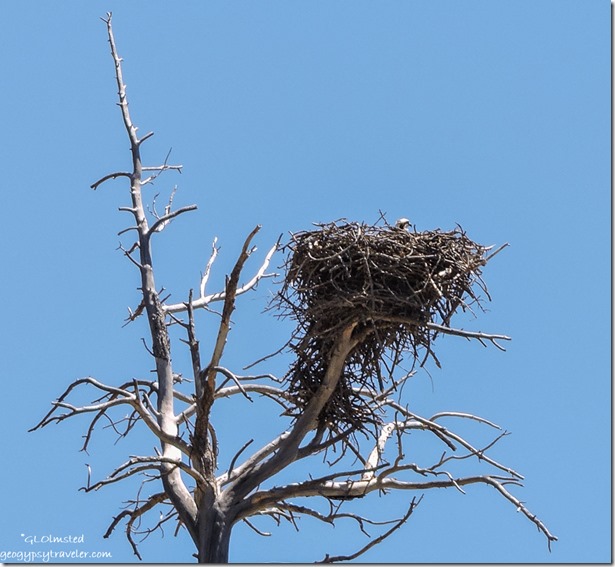 Osprey nest snag FR087 Dixie National Forest Utah