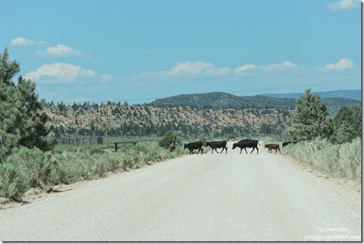 cows crossing FR087 Dixie National Forest Utah