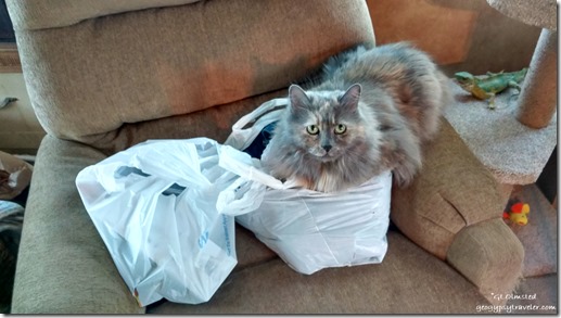 Sierra cat bag of thrift store clothes