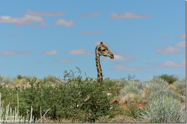 Giraffe Augrabies Falls National Park South Africa