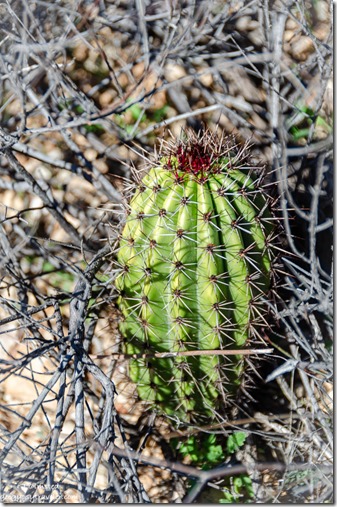 Sonoran desert young cactus Darby Well Road BLM Ajo Arizona