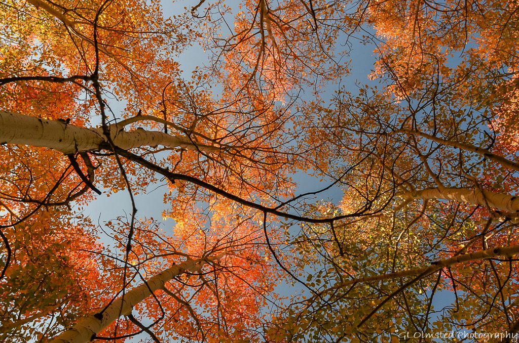 Looking up at Fall aspen along FR610 E Kaibab NF AZ