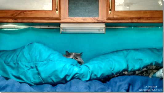 Sierra cat on camper bed