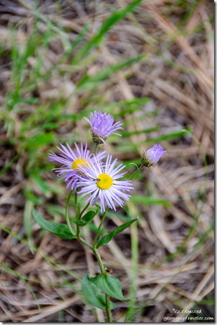 lavender Fleabane flowers Posey Lake Dixie National Forest Utah