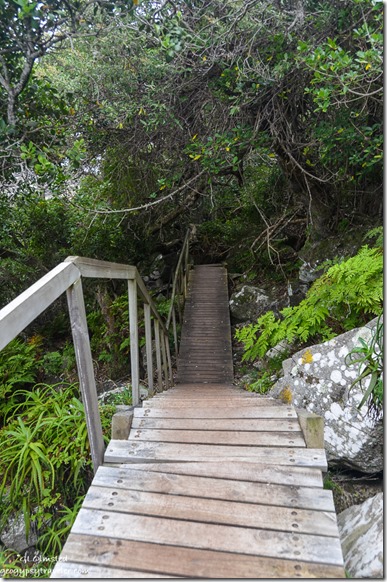 Boardwalk & stairs Waterfall trail Tsitsikamma National Park South Africa