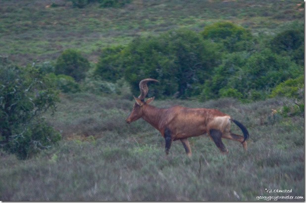 Red Hartebeest Addo Elephant National Park South Africa