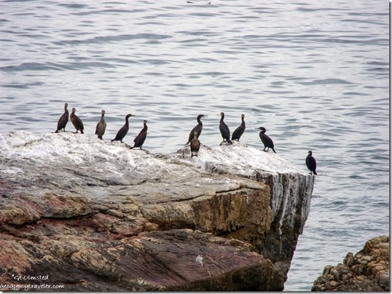 Cormorants on rock Walker Bay from Whaling Museum Hermanus Western Cape South Africa