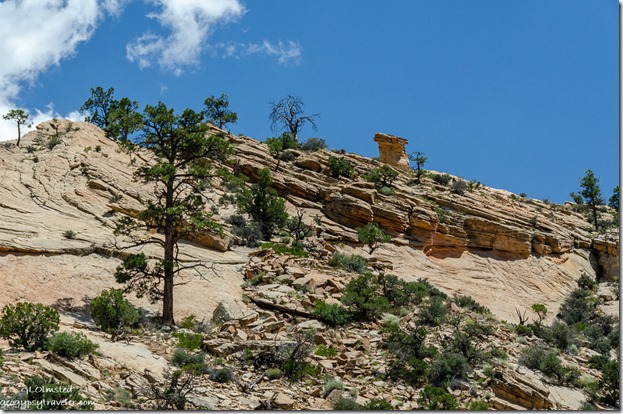 trees sandstone cliff toadstool Posey Lake Road Utah