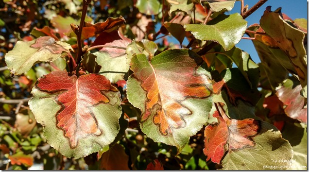 fall colored leaves Cedar City Utah