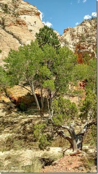 trees Pine Creek cliffs Posey Lake Road Utah