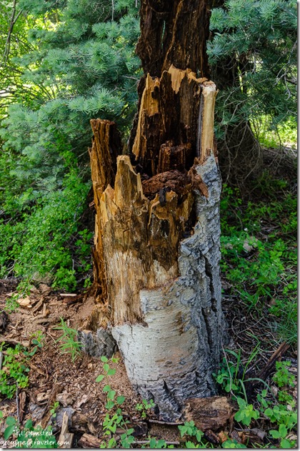 Stump Aspen tree Arizona Trail Kaibab National Forest Arizona