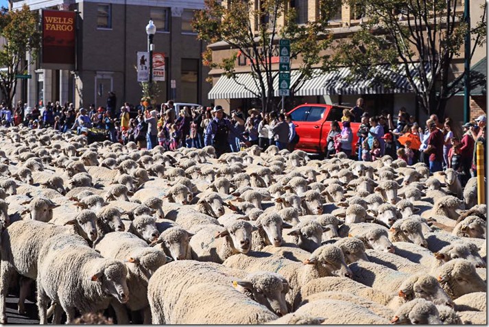 Sheep parade Main Sreet Cedar City Utah by Stewart