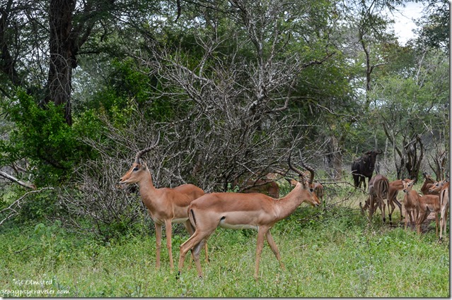 Impalas Kruger National Park South Africa